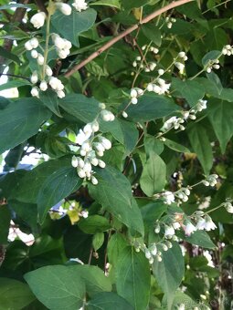 Predám JAZMÍN a PAJAZMÍN - 7