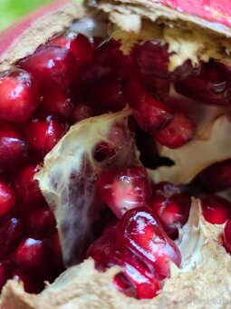 Gránátové jablko- Ovocie, nie rastlinka - 7