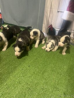 Šteniatka Husky - 7