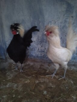 Predám kohúta Paduanka - 7