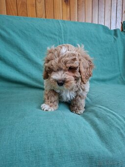 Maltipoo - 7