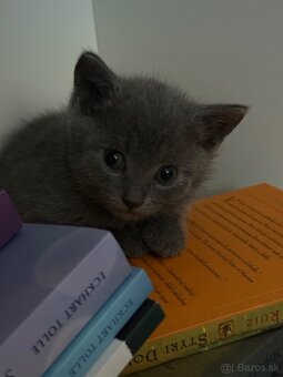 🐾 Na predaj krásne, prítulné mačiatka - 7