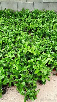 VAVRÍNOVEC NOVITA-Košice - 7