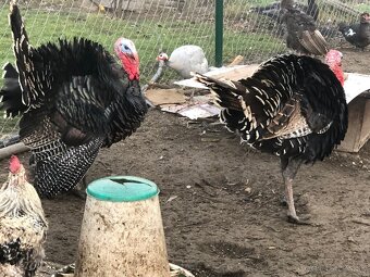 Moriak bronzový - predám - 7