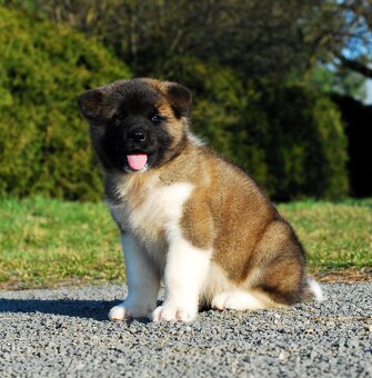 Americka akita - 7
