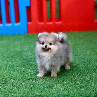 Pomeranian šťeňátka s PP - 7