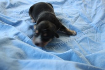 Ponúkam šteniatka - 7