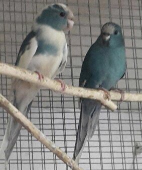 Austrália odcervenie S76 - 7