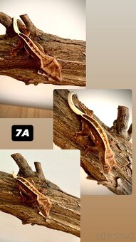 Pagekon riasnaty - 7