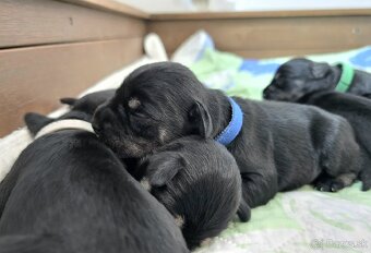 Malý čiernostrieborný bradáč - 7