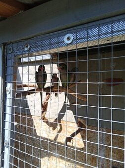 Alexander čínsky - 7