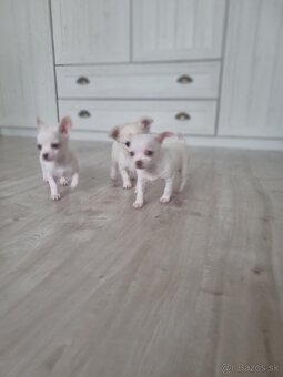 Predám čivava(chihuahua) - 7