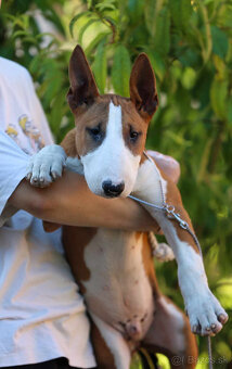 Bullterrier, Bullterier, Bulterier - 7