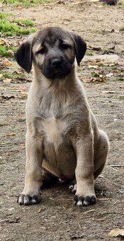 KANGAL - štěňata již K ODBĚRU, iba sučky - 7