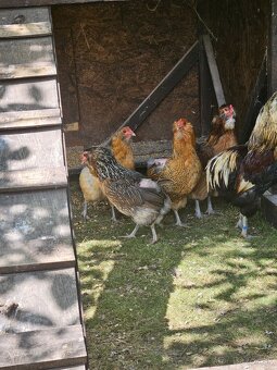 Kmeň araucana 4+1 - 7