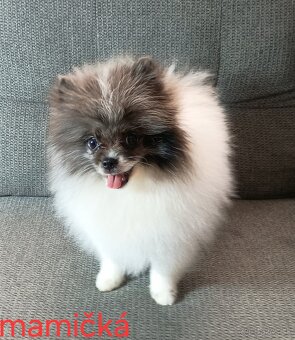 Pomeranian mini - 7