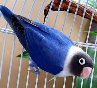 Agapornis škraboškovy - 7