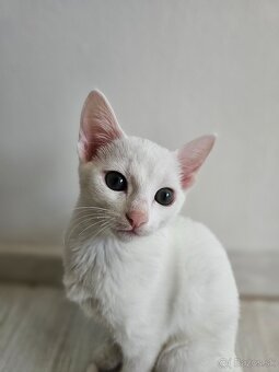 Ruská modrá mačka v bielej variante - 7