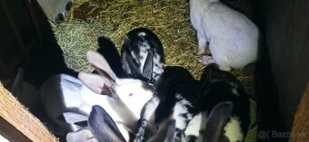 Predam mladé 3 mesačne krížence - 7