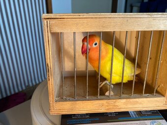 agapornis fischeri - 7