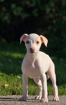 Vipet, Whippet s PP - 7