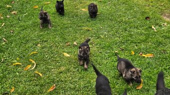 nemecký ovčiak šteniatka - 7