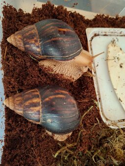 Africký slimák - 7