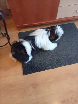 Shi-tzu - 7