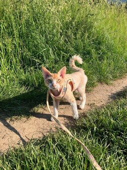 Dvojročný kocúrik plemena Devon rex si hľadá nový domov - 7