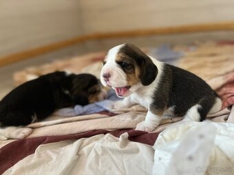 Štěně beagle s pp - 7