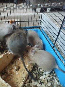 Osmak degu - 7