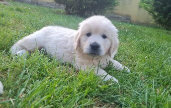 Zlatý retriever - voľná fenka, šteniatko s preukazom pôvodu - 7