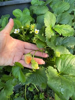 Sadenice mara de bois - ťahavé vysiace jahody - 7