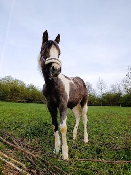 Ročná kobylka arab/painthorse - 7
