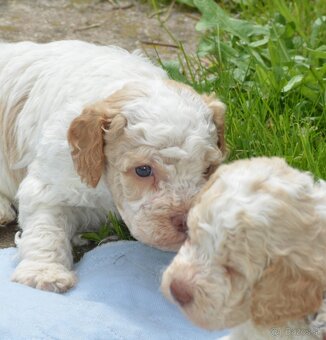 LAGOTTO ROMAGNOLO S PP/Italský vodní pes - 7