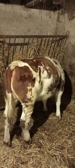 Predám býka Simental a jalovicu SS - 7