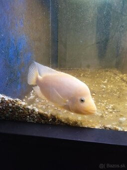 Amphilophus Citrinellus - 7