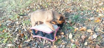 Belgický ovčiak malinois - 7