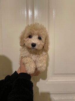 Maltipoo - 7