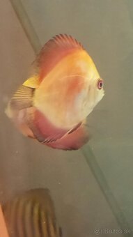 Discus, terčovce - 7
