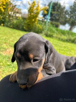 Šteniatka doberman - 7