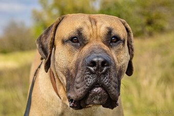 Kanarska Doga / Presa Canario s PP - 7