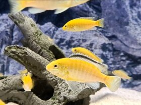 Africké cichlidy - labidochromis yellow - 7