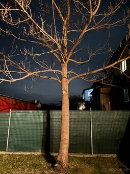 Paulownia Hybrid - 7