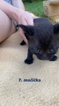 🐾Predáme mačiatka z Dunajskej Lužnej - 10€🐾 - 7