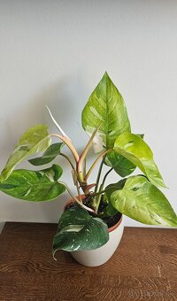 Philodendron fresh aurea - 7