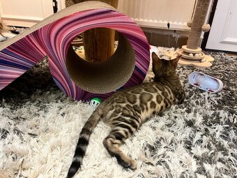 Bengalska mačka - 7