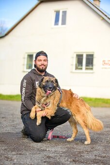 Darujem mohutnú sučku pandu - mix leonberger - 7