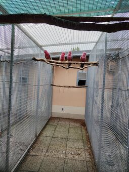 Predám kakadú ružový r. 2025 - 7