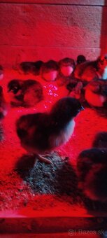 Kuriatka AUSTRALORP - 7